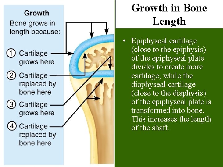 Growth in Bone Length • Epiphyseal cartilage (close to the epiphysis) of the epiphyseal Growth in Bone Length • Epiphyseal cartilage (close to the epiphysis) of the epiphyseal