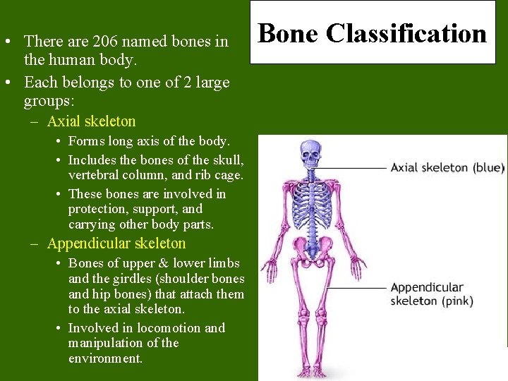 • There are 206 named bones in the human body. • Each belongs • There are 206 named bones in the human body. • Each belongs