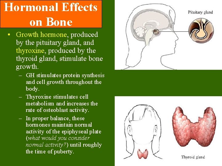 Hormonal Effects on Bone • Growth hormone, produced by the pituitary gland, and thyroxine, Hormonal Effects on Bone • Growth hormone, produced by the pituitary gland, and thyroxine,