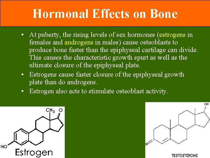 Hormonal Effects on Bone • At puberty, the rising levels of sex hormones (estrogens Hormonal Effects on Bone • At puberty, the rising levels of sex hormones (estrogens