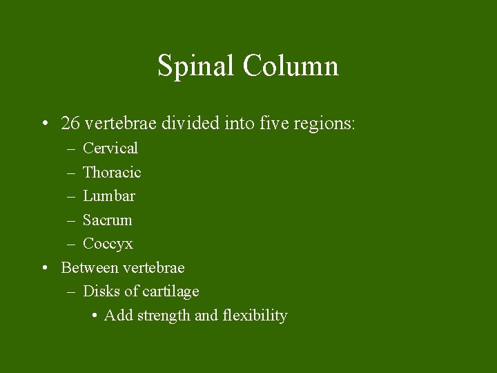 Spinal Column • 26 vertebrae divided into five regions: – Cervical – Thoracic – Spinal Column • 26 vertebrae divided into five regions: – Cervical – Thoracic –