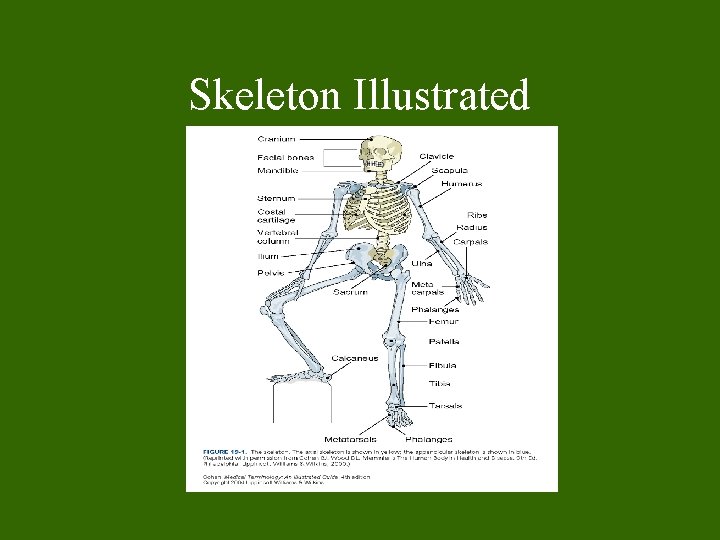 Skeleton Illustrated Skeleton Illustrated