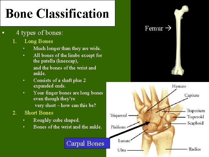 Bone Classification • Femur 4 types of bones: 1. Long Bones • • 2. Bone Classification • Femur 4 types of bones: 1. Long Bones • • 2.