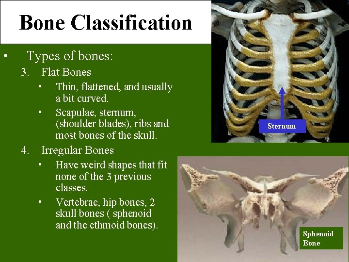 Bone Classification • Types of bones: 3. Flat Bones • • Thin, flattened, and Bone Classification • Types of bones: 3. Flat Bones • • Thin, flattened, and