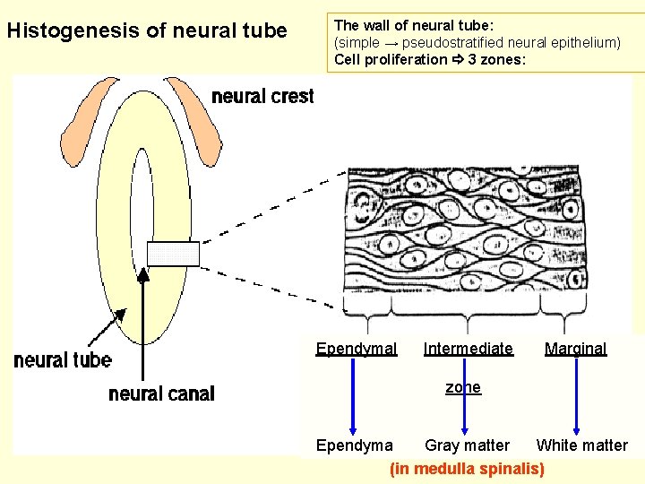 Histogenesis of neural tube The wall of neural tube: (simple → pseudostratified neural epithelium)