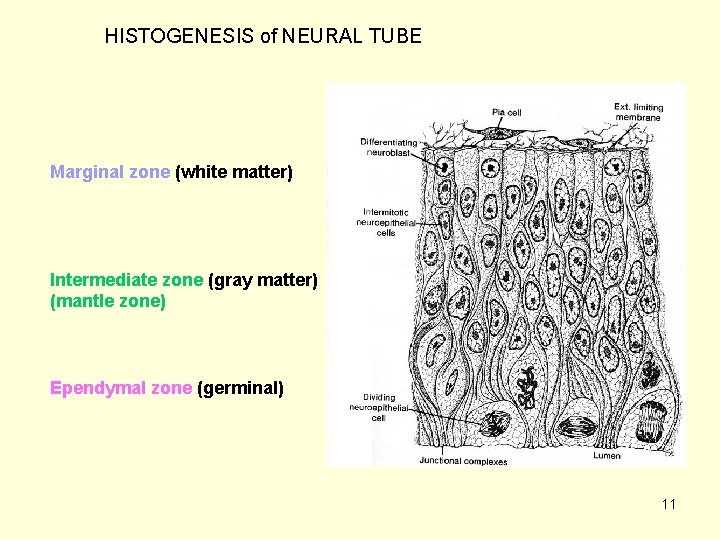 HISTOGENESIS of NEURAL TUBE Marginal zone (white matter) Intermediate zone (gray matter) (mantle zone)