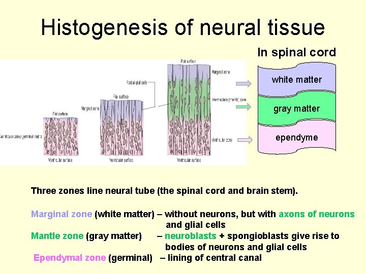 Histogenesis of neural tissue In spinal cord white matter gray matter ependyme Three zones