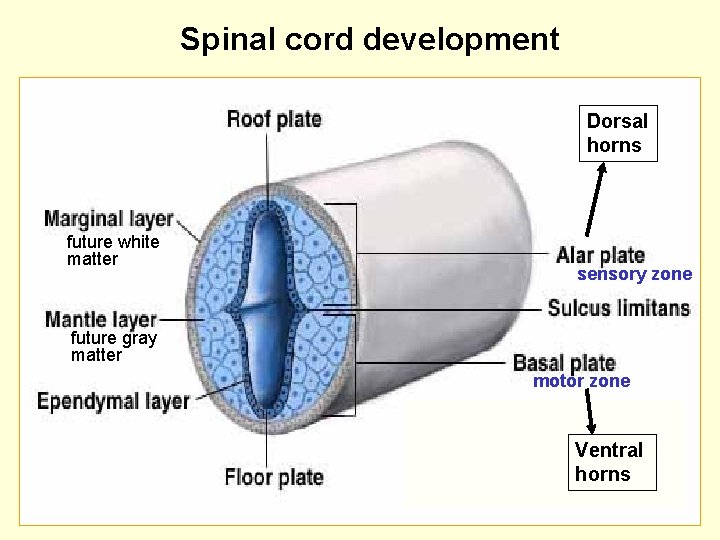 Spinal cord development Dorsal horns future white matter sensory zone future gray matter motor