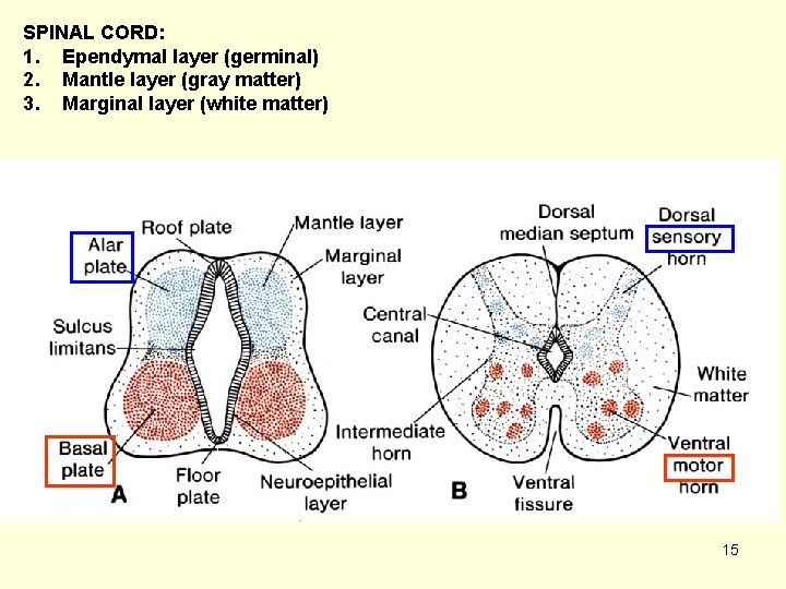 SPINAL CORD: 1. Ependymal layer (germinal) 2. Mantle layer (gray matter) 3. Marginal layer