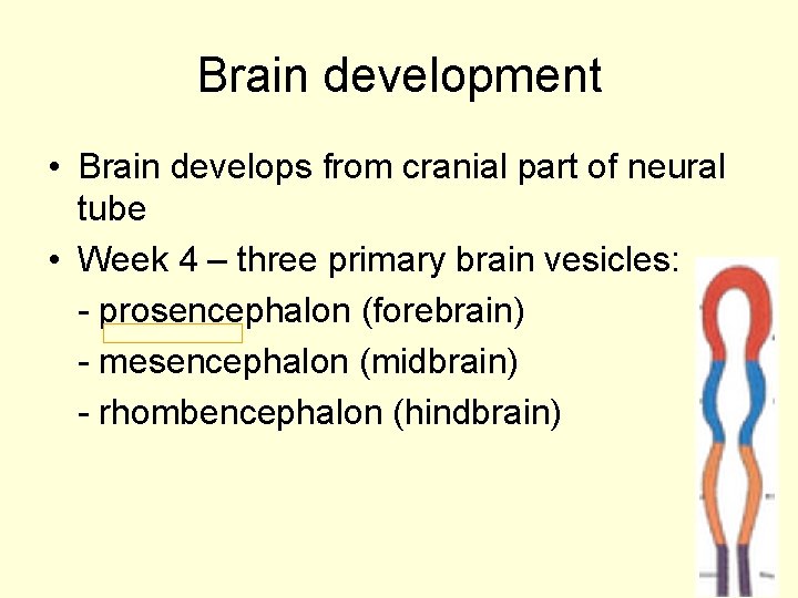 Brain development • Brain develops from cranial part of neural tube • Week 4