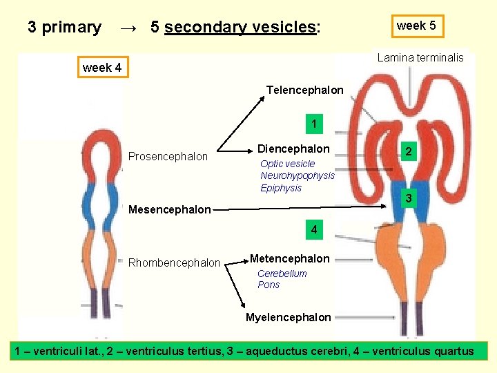 3 primary → 5 secondary vesicles: week 5 Lamina terminalis week 4 Telencephalon 1