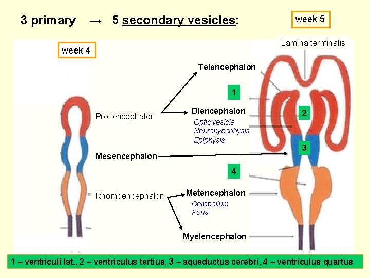 3 primary → 5 secondary vesicles: week 5 Lamina terminalis week 4 Telencephalon 1
