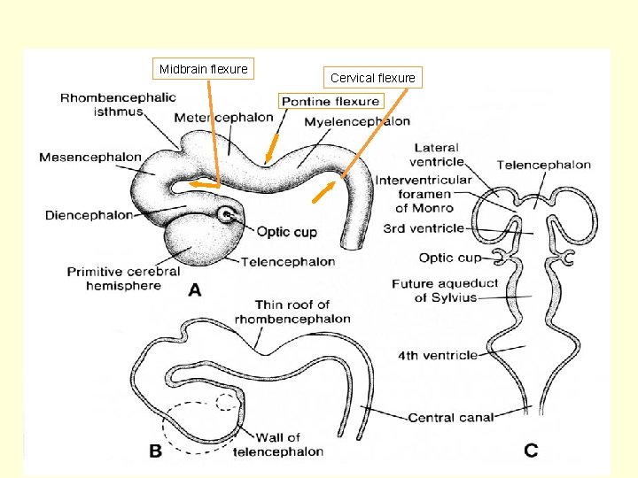 Midbrain flexure Cervical flexure 19 