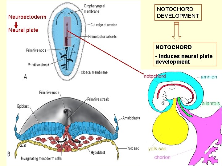 Neuroectoderm NOTOCHORD DEVELOPMENT Neural plate NOTOCHORD - induces neural plate development 2 