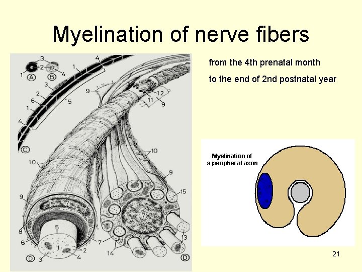 Myelination of nerve fibers from the 4 th prenatal month to the end of