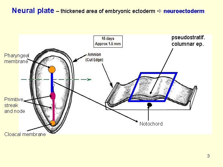 Neural plate – thickened area of embryonic ectoderm neuroectoderm pseudostratif. columnar ep. Pharyngeal membrane