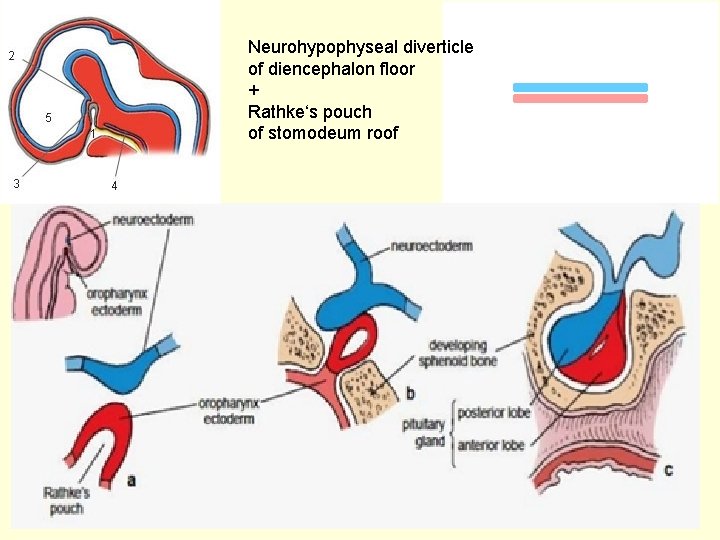 Neurohypophyseal diverticle of diencephalon floor + Rathke‘s pouch of stomodeum roof 