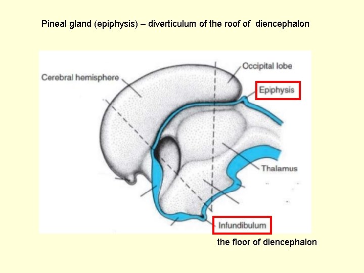 Pineal gland (epiphysis) – diverticulum of the roof of diencephalon the floor of diencephalon