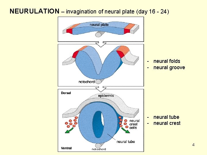 NEURULATION – invagination of neural plate (day 16 - 24) - neural folds -