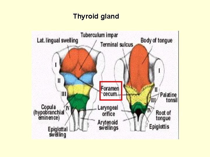 Thyroid gland 