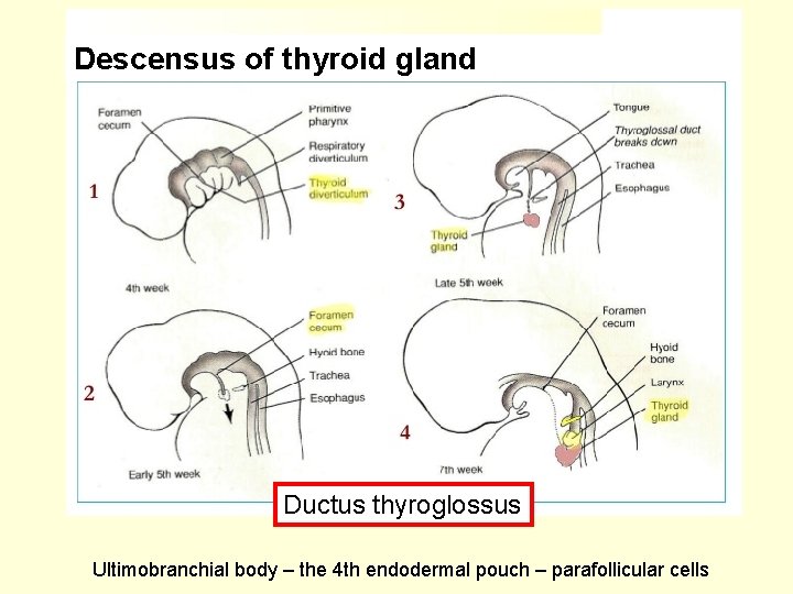 Descensus of thyroid gland Ductus thyroglossus Ultimobranchial body – the 4 th endodermal pouch