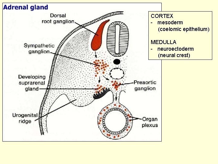 CORTEX - mesoderm (coelomic epithelium) MEDULLA - neuroectoderm (neural crest) 