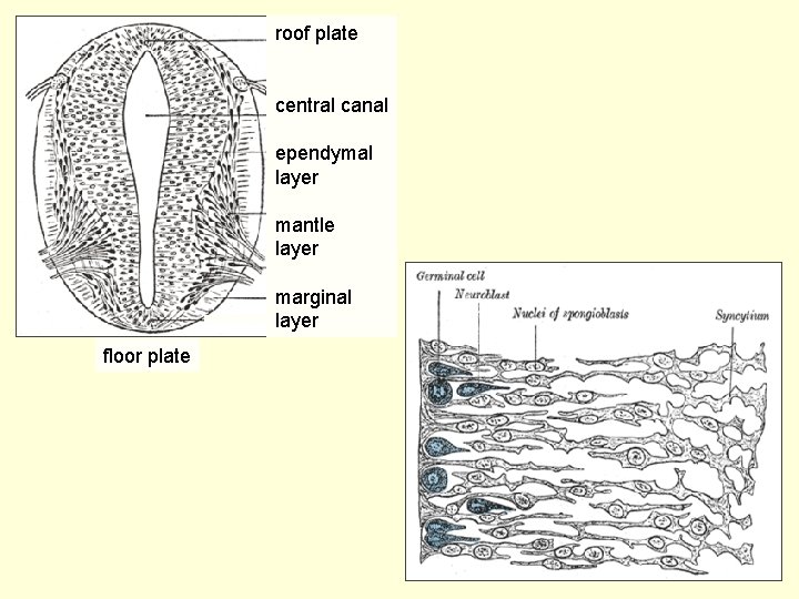 roof plate central canal ependymal layer mantle layer marginal layer floor plate 59 