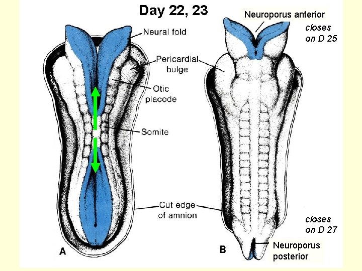 Day 22, 23 Neuroporus anterior closes on D 25 closes on D 27 Neuroporus