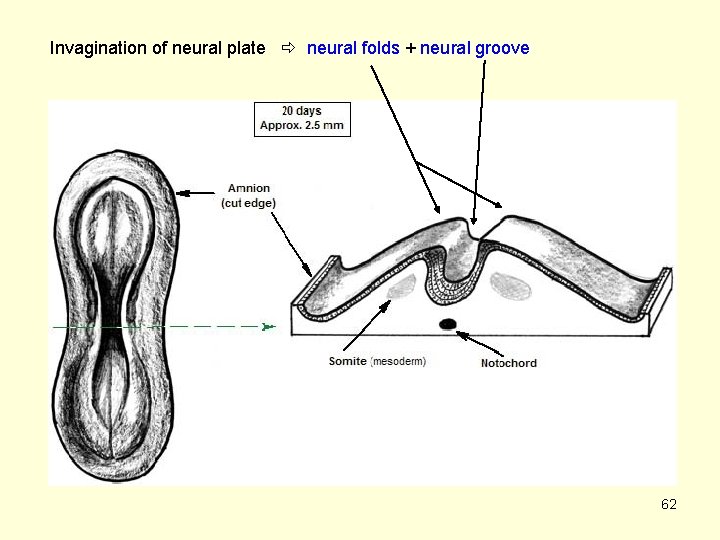 Invagination of neural plate neural folds + neural groove 62 