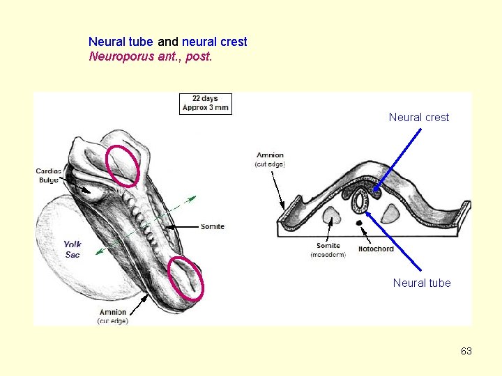 Neural tube and neural crest Neuroporus ant. , post. Neural crest Neural tube 63