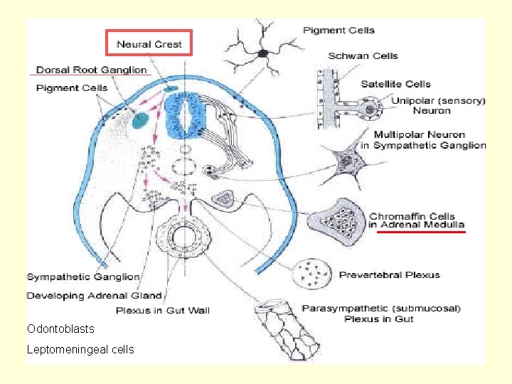 Odontoblasts Leptomeningeal cells 8 