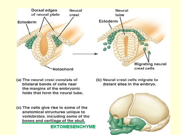 EKTOMESENCHYME 9 
