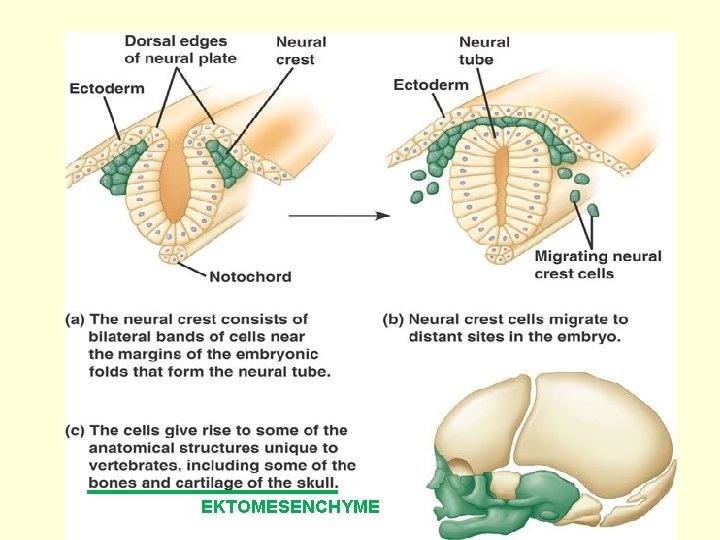 EKTOMESENCHYME 9 