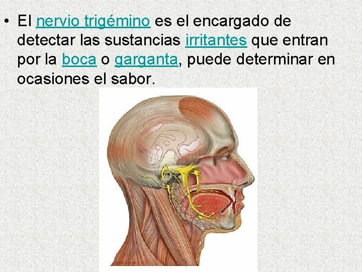  • El nervio trigémino es el encargado de detectar las sustancias irritantes que