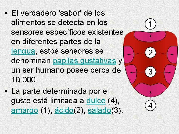  • El verdadero 'sabor' de los alimentos se detecta en los sensores específicos