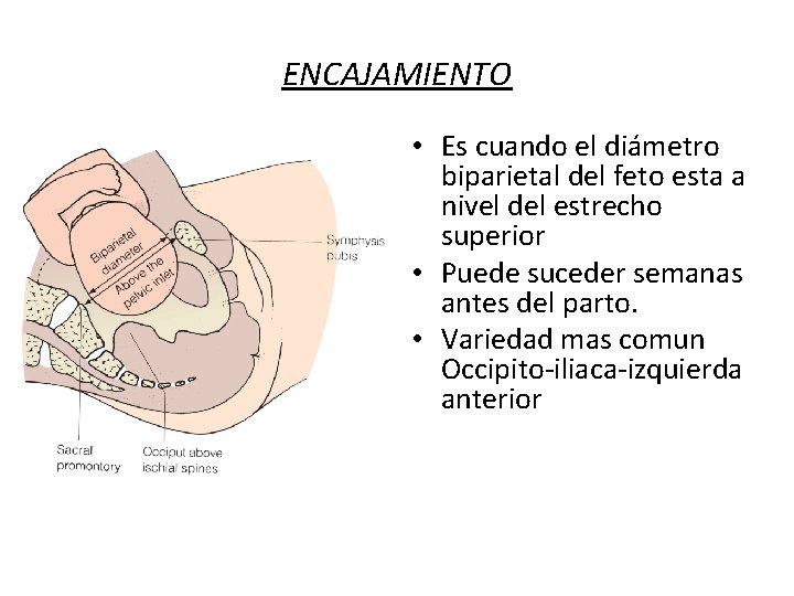 ENCAJAMIENTO • Es cuando el diámetro biparietal del feto esta a nivel del estrecho