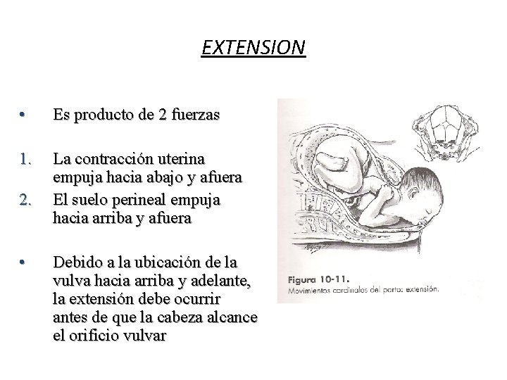 EXTENSION • Es producto de 2 fuerzas 1. La contracción uterina empuja hacia abajo