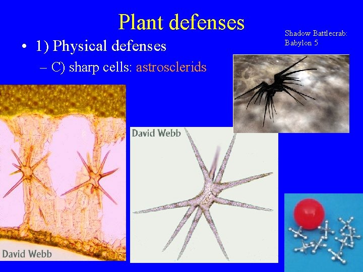 Plant defenses • 1) Physical defenses – C) sharp cells: astrosclerids Shadow Battlecrab: Babylon