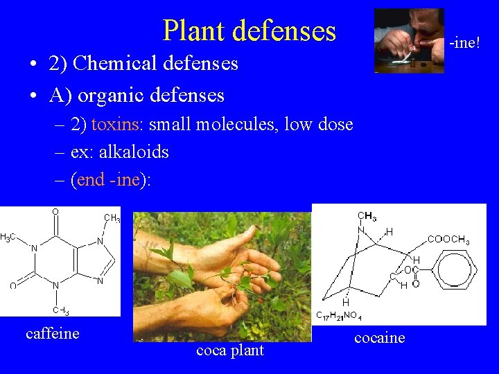 Plant defenses -ine! • 2) Chemical defenses • A) organic defenses – 2) toxins: