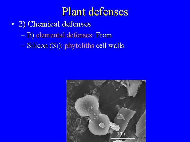 Plant defenses • 2) Chemical defenses – B) elemental defenses: From – Silicon (Si):