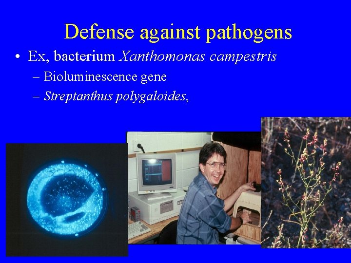 Defense against pathogens • Ex, bacterium Xanthomonas campestris – Bioluminescence gene – Streptanthus polygaloides,