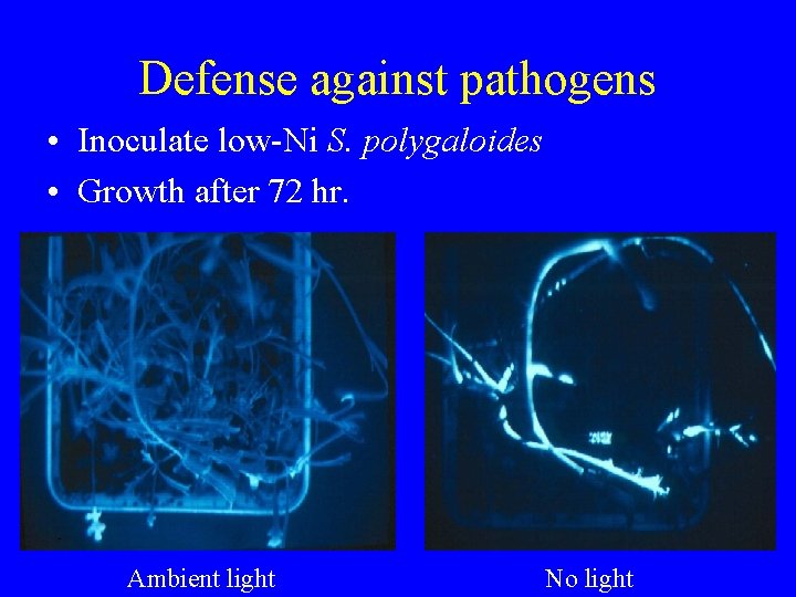 Defense against pathogens • Inoculate low-Ni S. polygaloides • Growth after 72 hr. Ambient