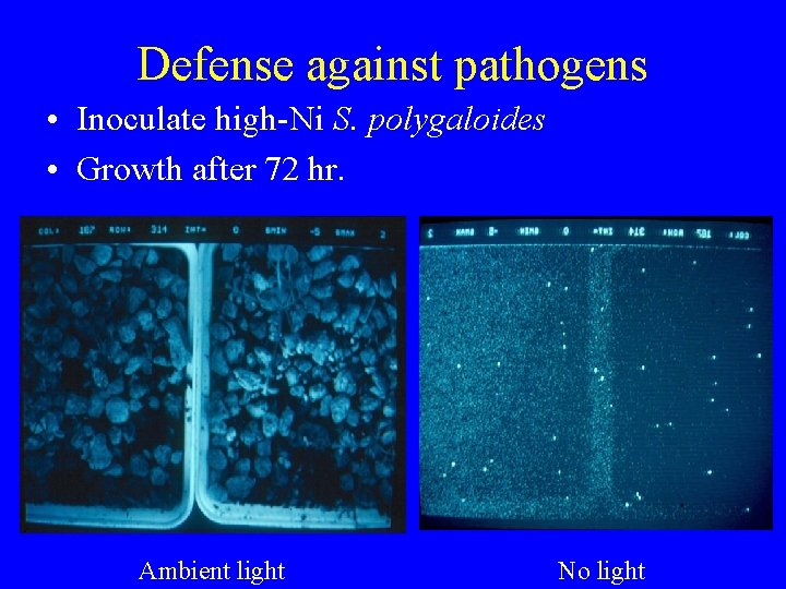 Defense against pathogens • Inoculate high-Ni S. polygaloides • Growth after 72 hr. Ambient