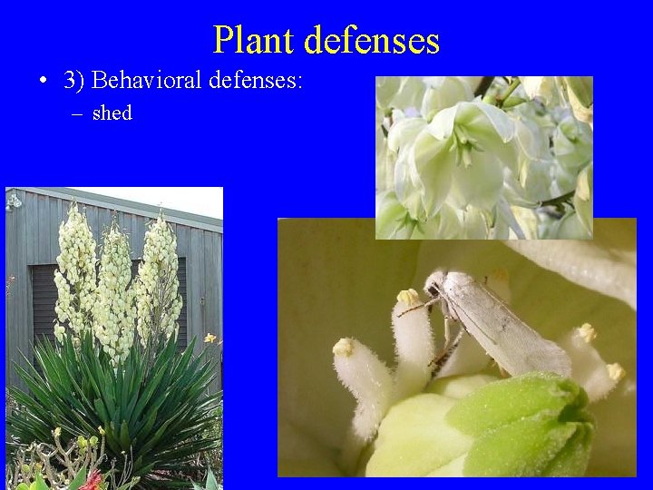 Plant defenses • 3) Behavioral defenses: – shed 