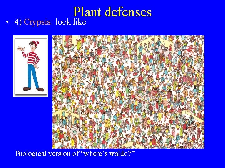 Plant defenses • 4) Crypsis: look like Biological version of “where’s waldo? ” 