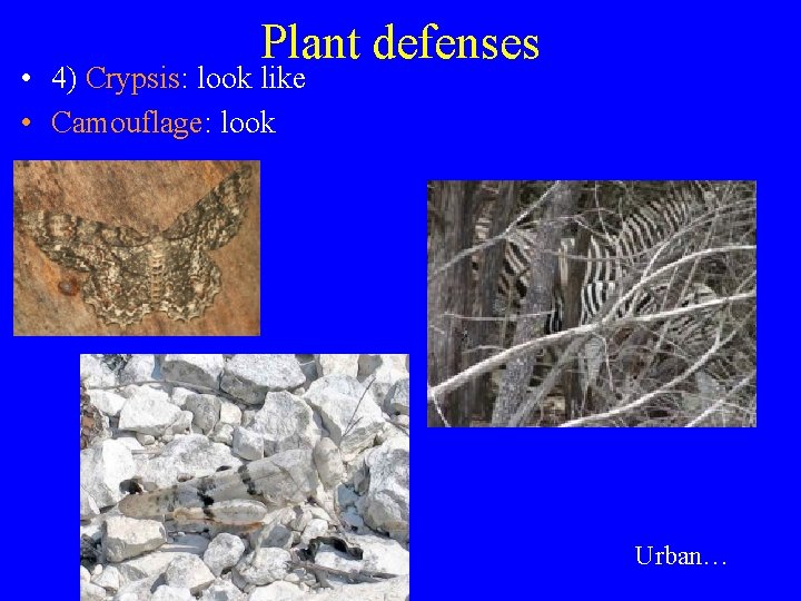 Plant defenses • 4) Crypsis: look like • Camouflage: look Urban… 