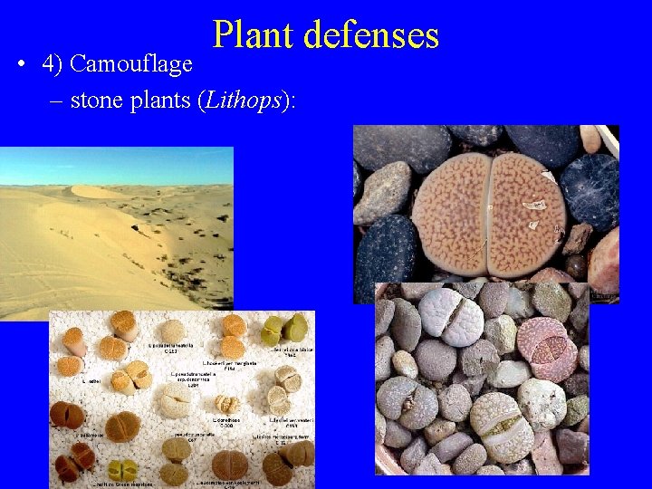 Plant defenses • 4) Camouflage – stone plants (Lithops): 