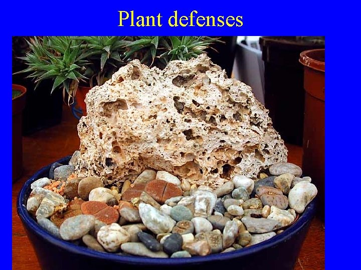 Plant defenses 