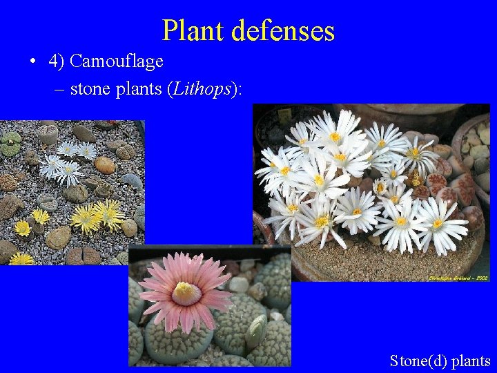 Plant defenses • 4) Camouflage – stone plants (Lithops): Stone(d) plants 