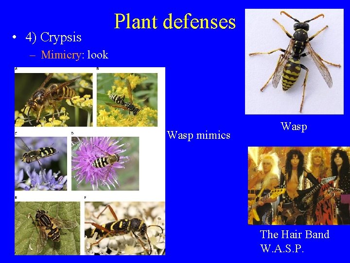  • 4) Crypsis Plant defenses – Mimicry: look Wasp mimics Wasp The Hair